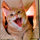 Image for article titled Your Cat Is a Ruthless Killer Plotting Your Destruction
